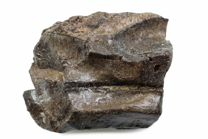 Fossil Triceratops Shed Tooth - Wyoming #376736